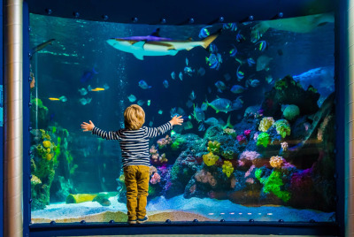 Sealife in Oberhausen, Ruhrgebiet, NRW.  Das Bild zeigt ein Kind wie es gespannt einen bunten Fisch in einem Aquarium beobachtet.