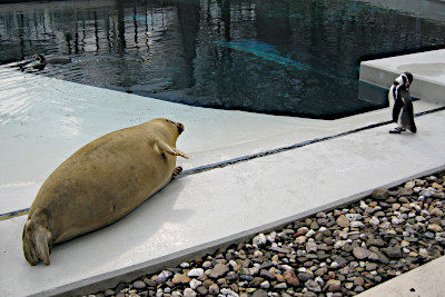 Bochumer Tierpark, Ruhrgebiet, NRW.  Das Bild eine Robbe und einen Pinguin beim Faullenzen.