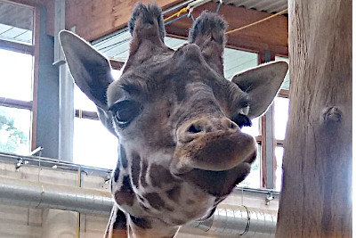 Burgers Zoo in Arnheim, Giraffe